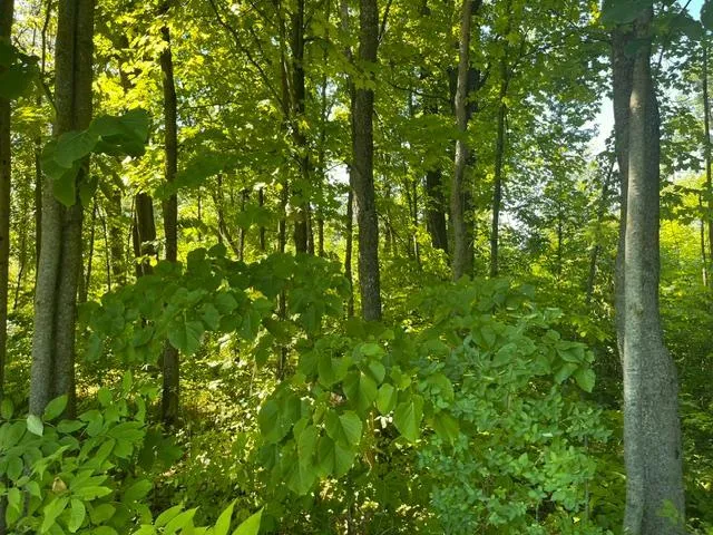 Lot 1 County Road BB Woodville, WI 54028