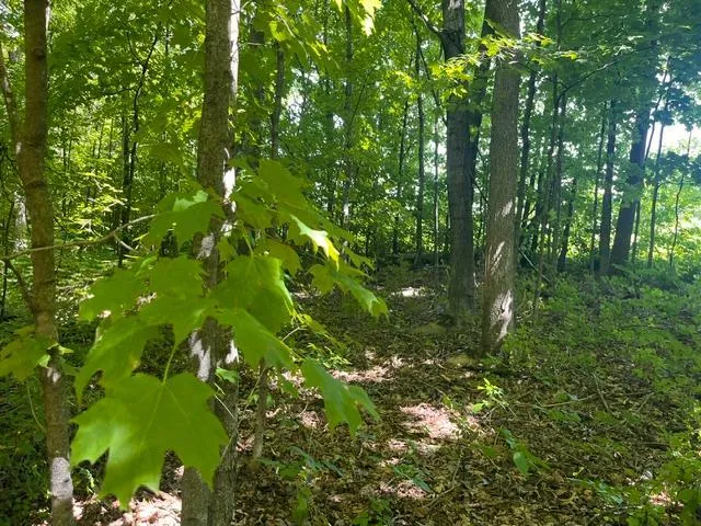 Lot 2 County Rd BB Woodville, WI 54028