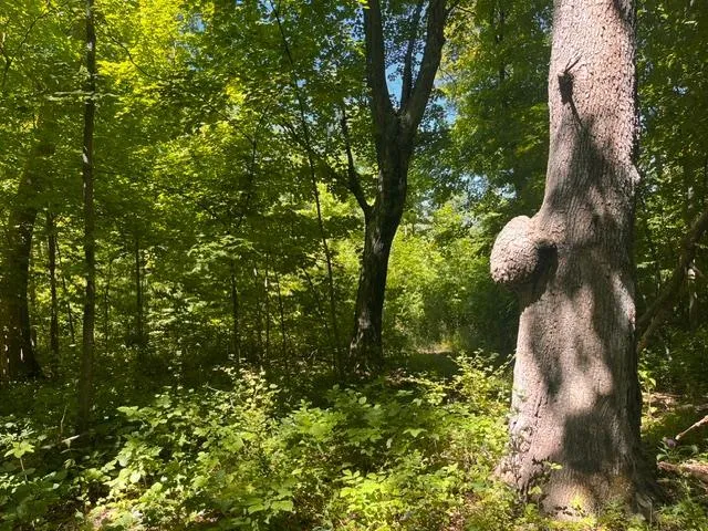 Lot 2 County Rd BB Woodville, WI 54028