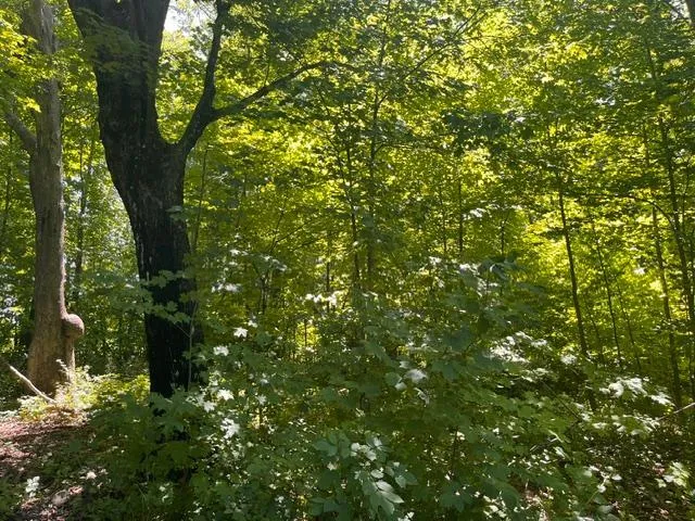 Lot 2 County Rd BB Woodville, WI 54028