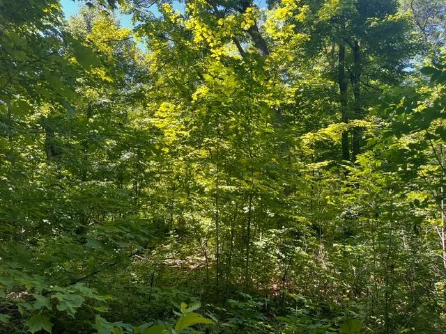 Lot 2 County Rd BB Woodville, WI 54028