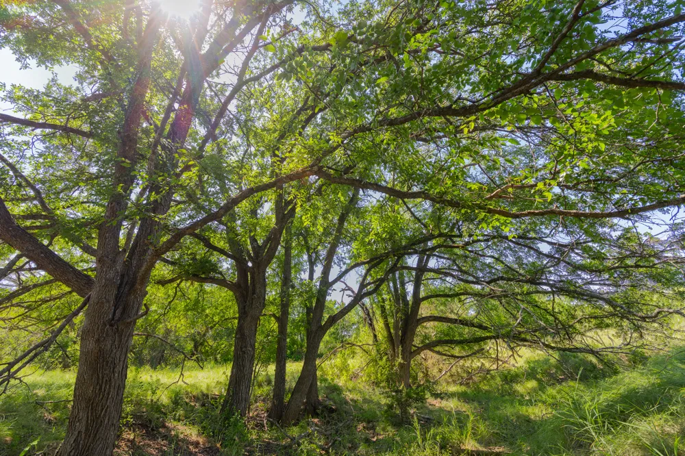 County Road 180 Mesquite Hollow Ranch Road Purmela, TX 76566