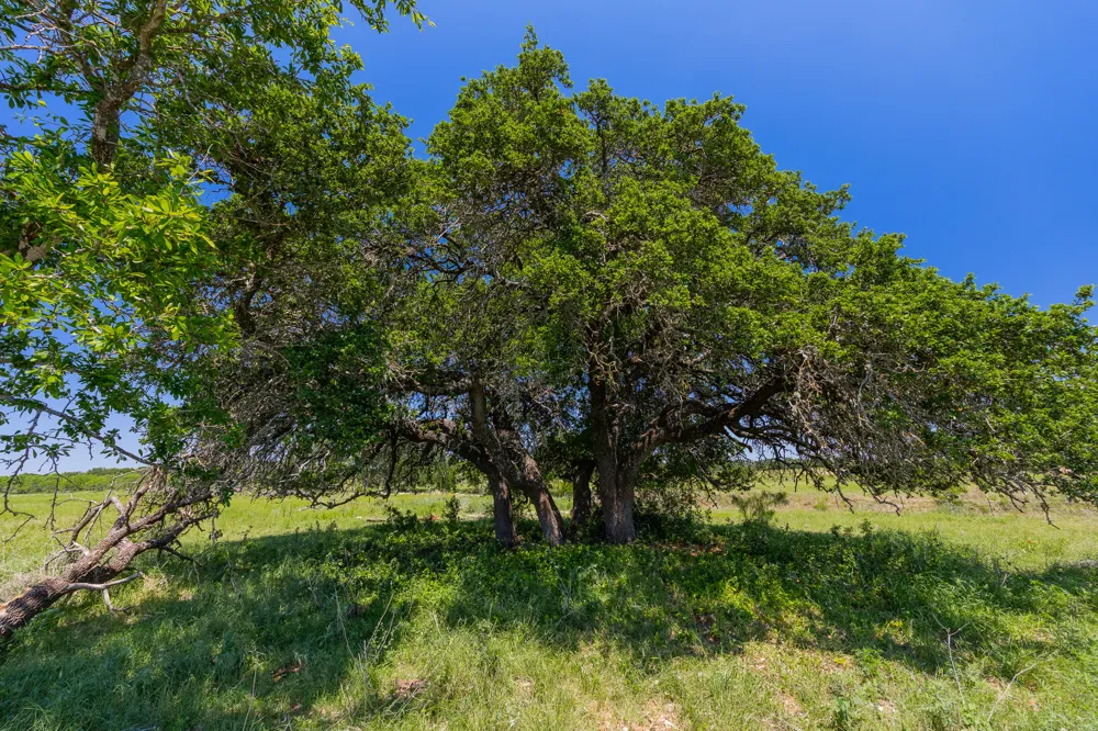 County Road 180 Mesquite Hollow Ranch Road Purmela, TX 76566