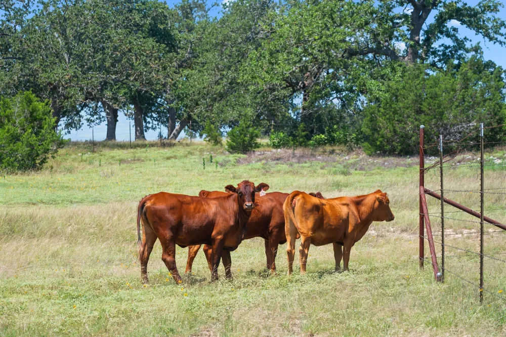520 Holder Lane Dripping Springs, TX 78620