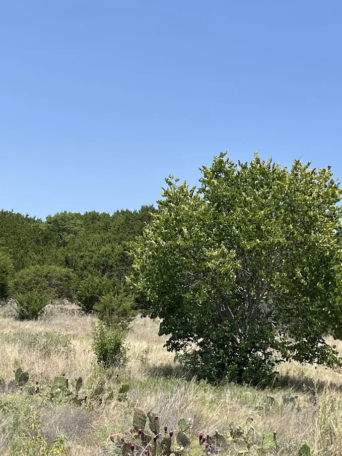 1580 County Road 2113 Road Lometa, TX 76853