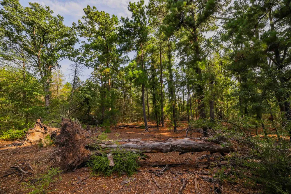 Stiewert Lane Paige, TX 78659