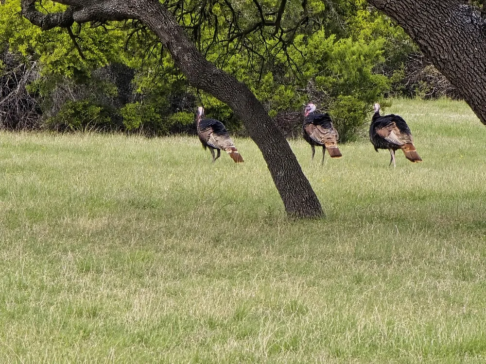 736 CR 206 Lampasas, TX 76550