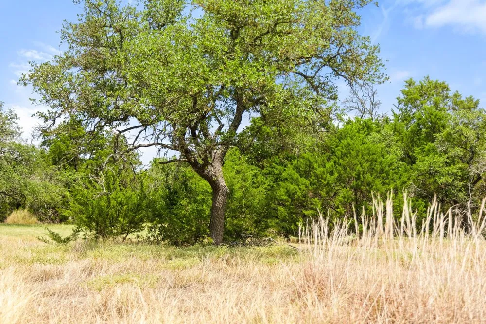 1984 Grape Creek Road Fredericksburg, TX 78624