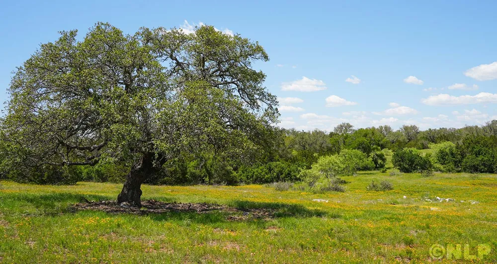Address Not Shown San Saba, TX 76877