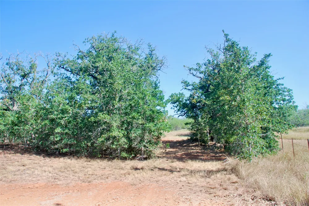 CR 426 Waelder, TX 78959
