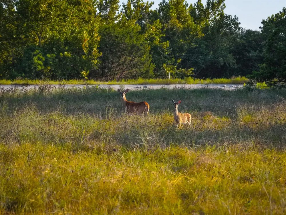 95 Big Sky Blanco, TX 78606