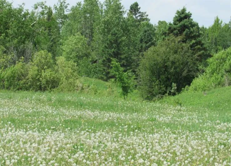 20864 S Mackinac Trail Rudyard, MI 49780