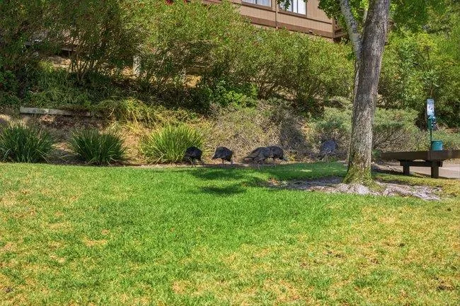 3357 Brittan Avenue #6 San Carlos, CA 94070