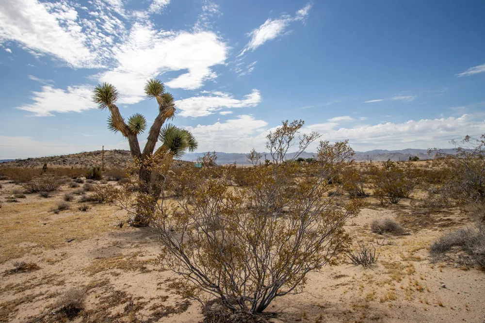 62121 Aberdeen Drive Joshua Tree, CA 92252