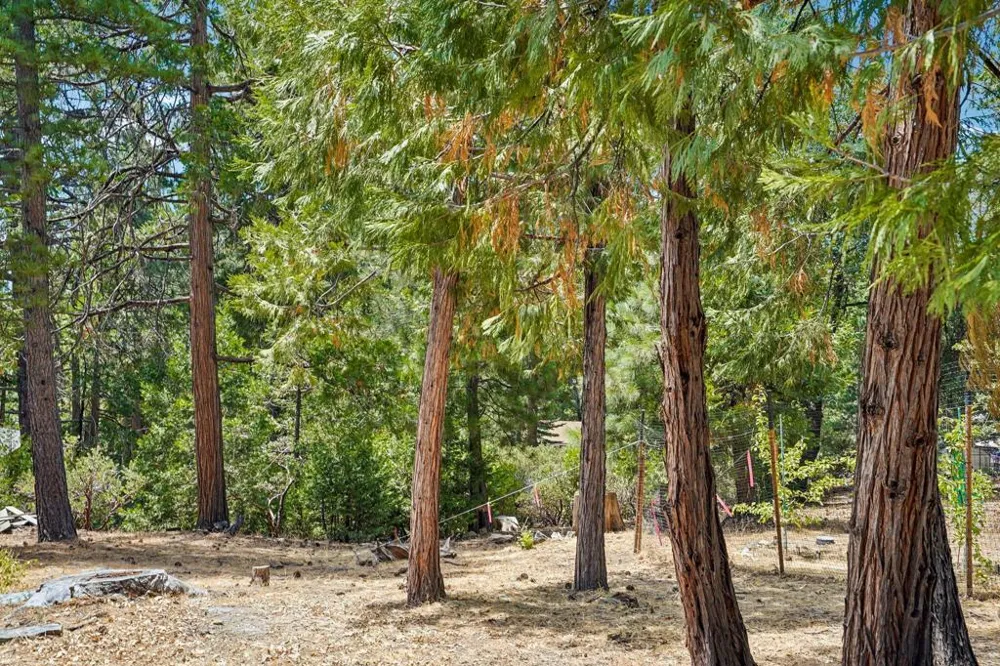 25447 Marion Ridge Idyllwild, CA 92549
