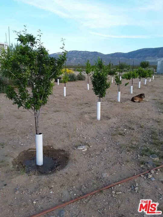 9025 Camp Rock Road Lucerne Valley, CA 92356