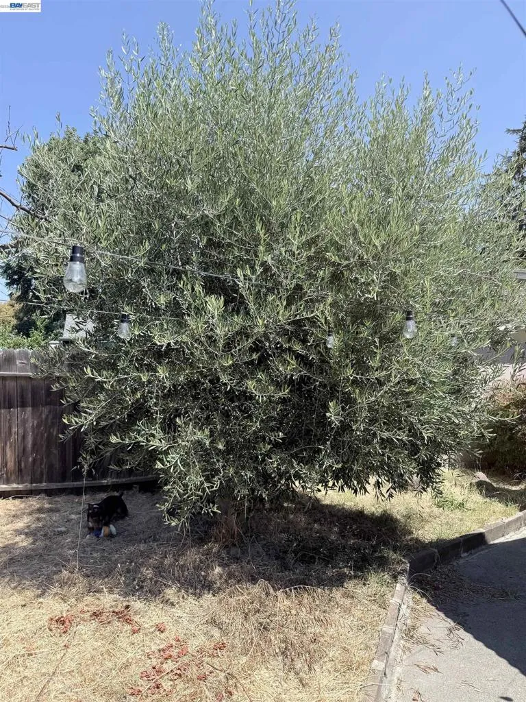 137 Viewmont Avenue Vallejo, CA 94590