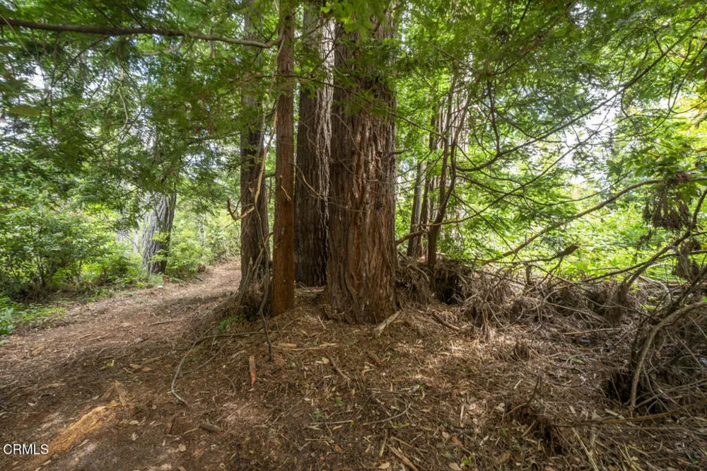 17898 Georges Lane Fort Bragg, CA 95437