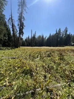 Hlk135-Cabin @ Heart Meadow Other, CA 93262