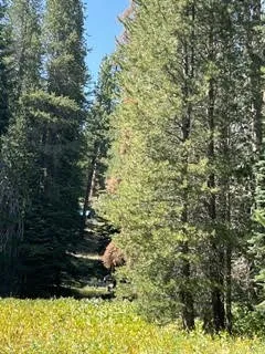 Hlk135-Cabin @ Heart Meadow Other, CA 93262