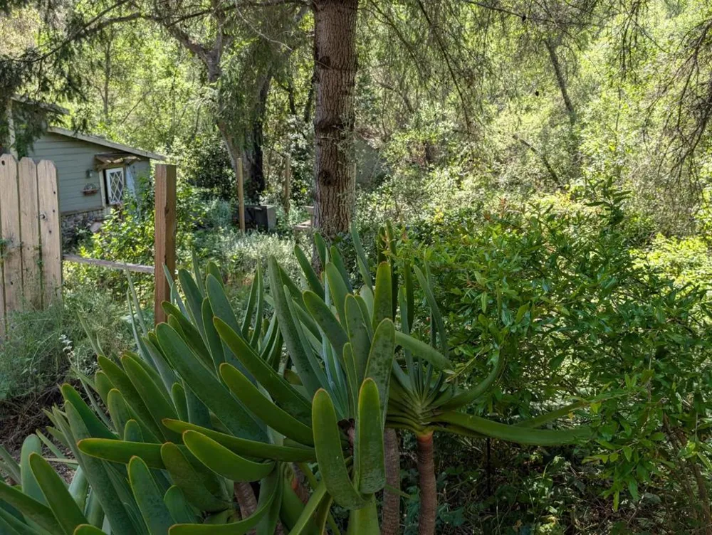 4576 Paul Sweet Road Santa Cruz, CA 95065