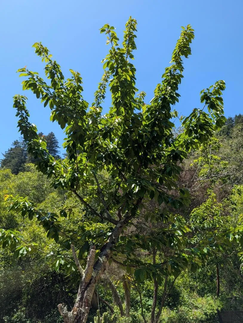 4576 Paul Sweet Road Santa Cruz, CA 95065
