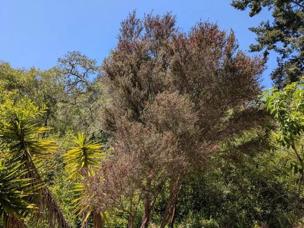 4576 Paul Sweet Road Santa Cruz, CA 95065
