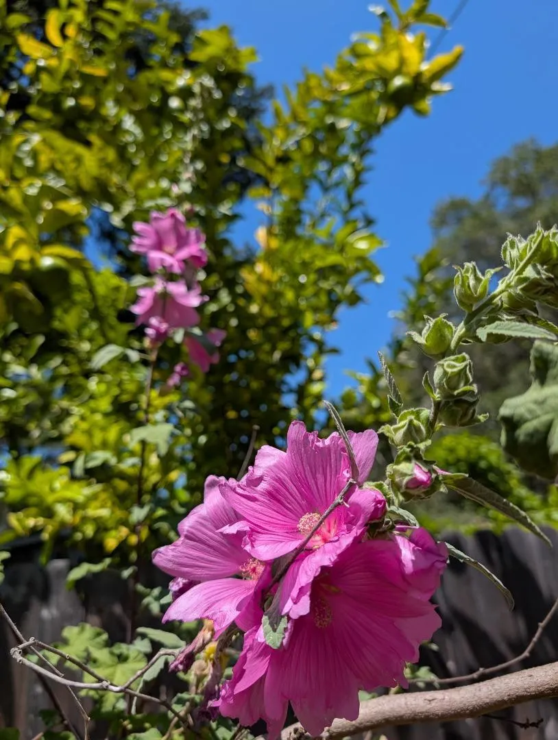 4576 Paul Sweet Road Santa Cruz, CA 95065
