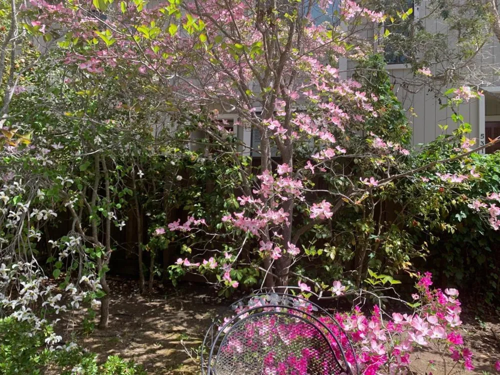 837 Cowper Street Palo Alto, CA 94301
