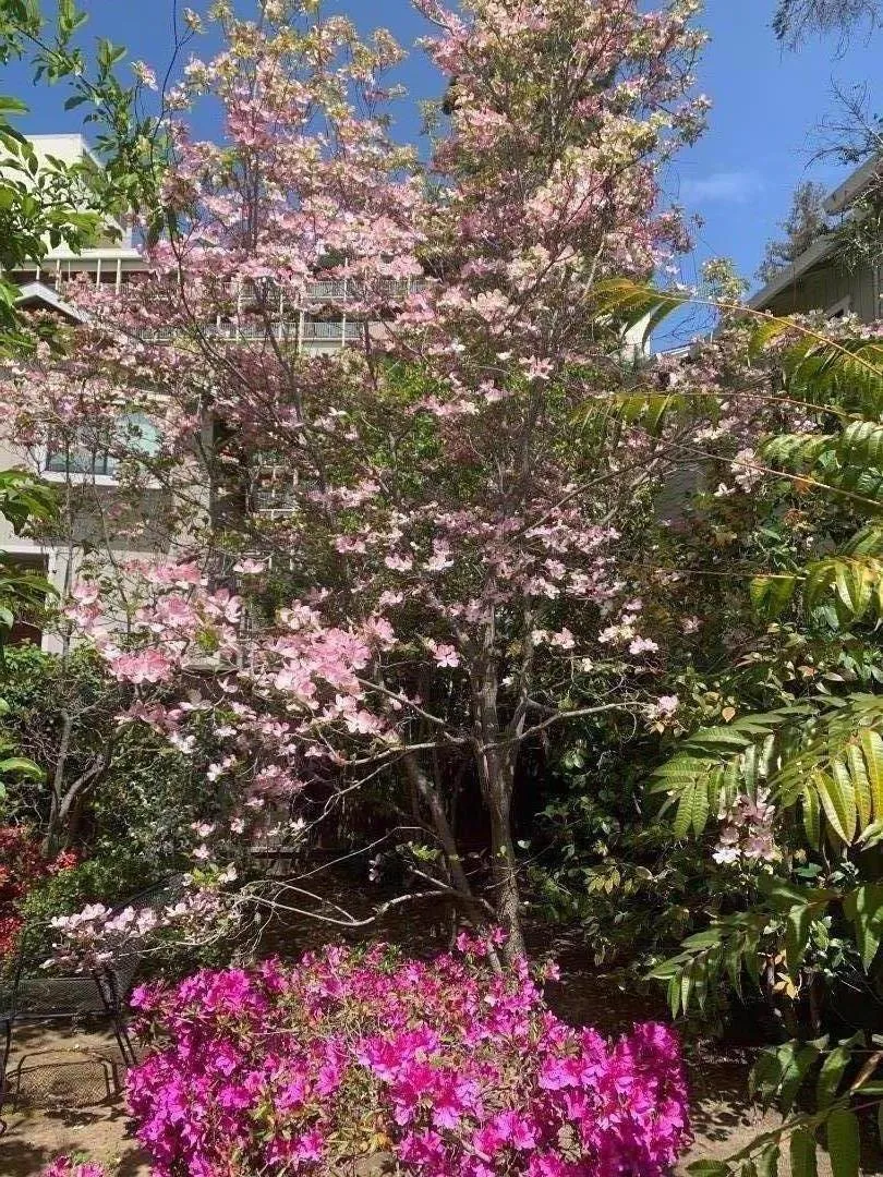 837 Cowper Street Palo Alto, CA 94301
