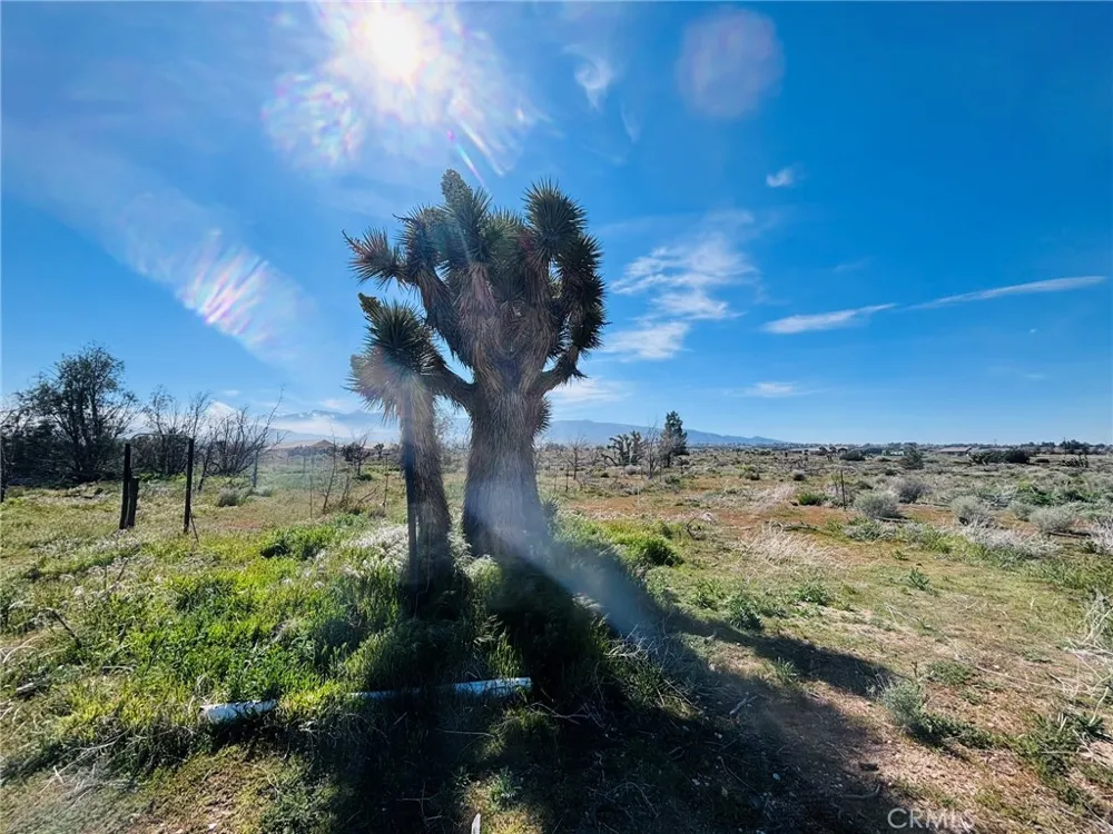 10024 Anderson Ranch Phelan, CA 92371