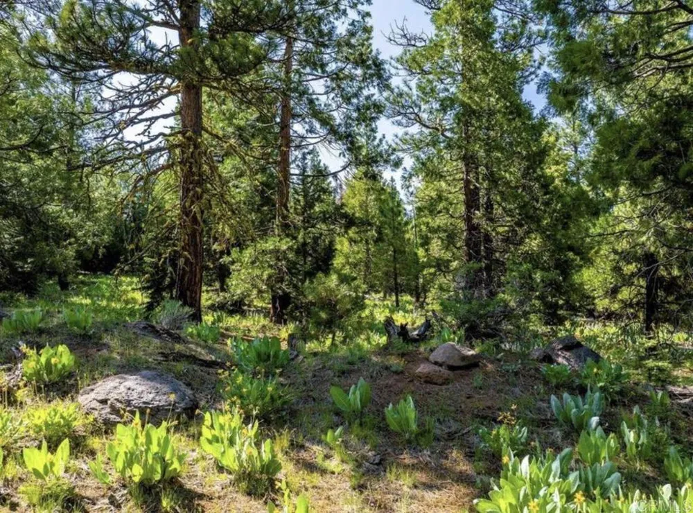 123 Glacier Dr Alturas, CA  96101 Road Alturas, CA 96101