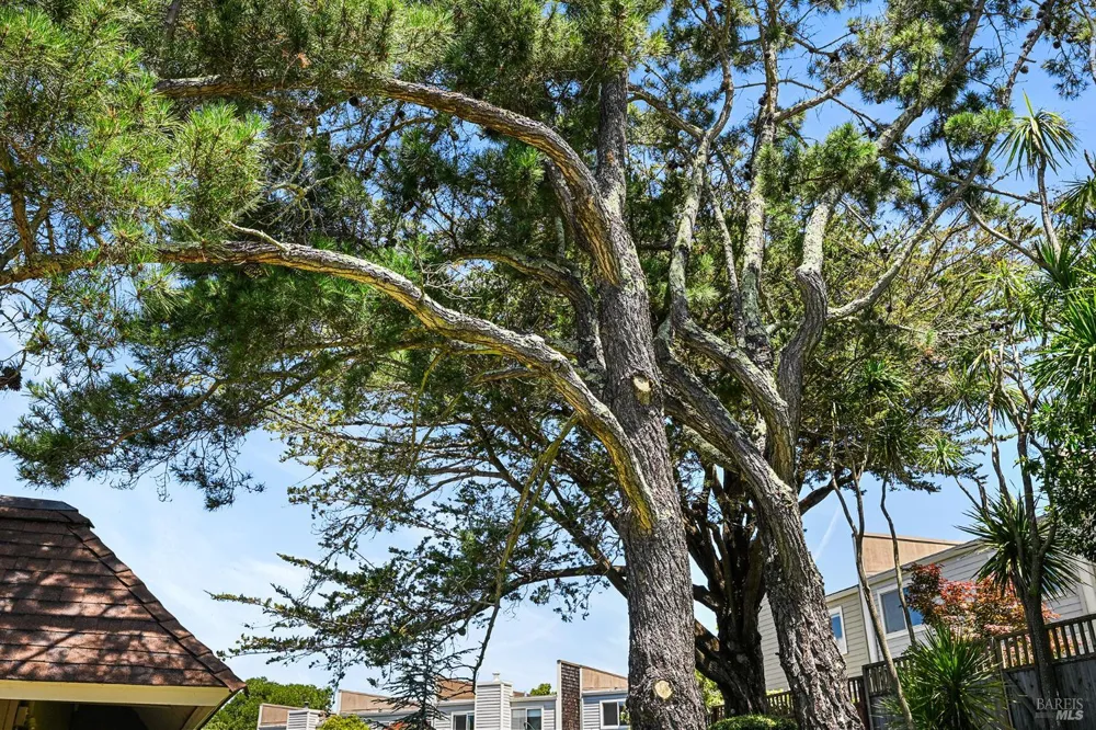 74 Mariner Green Drive Corte Madera, CA 94925