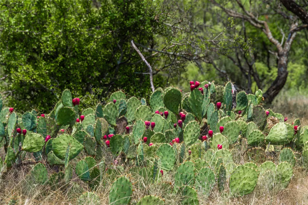 Paisano Road Coleman, TX 76834