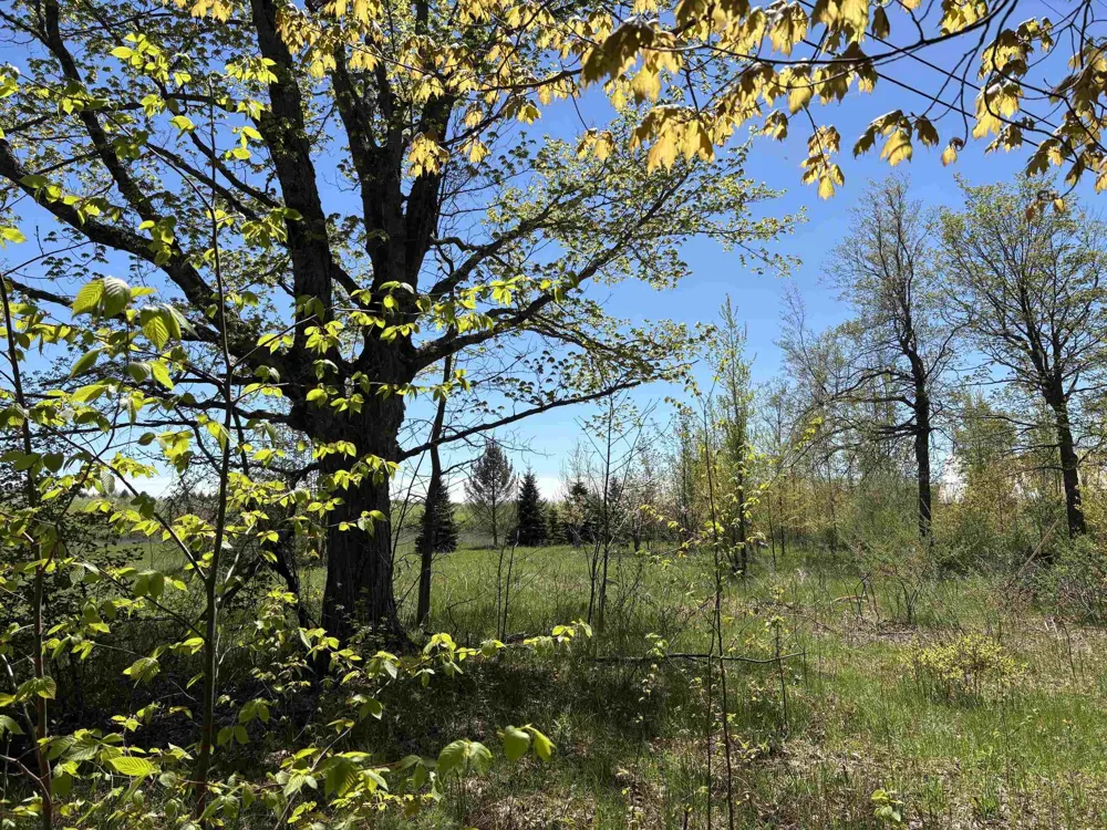 Stony Point Road Suttons Bay Township, MI 49682