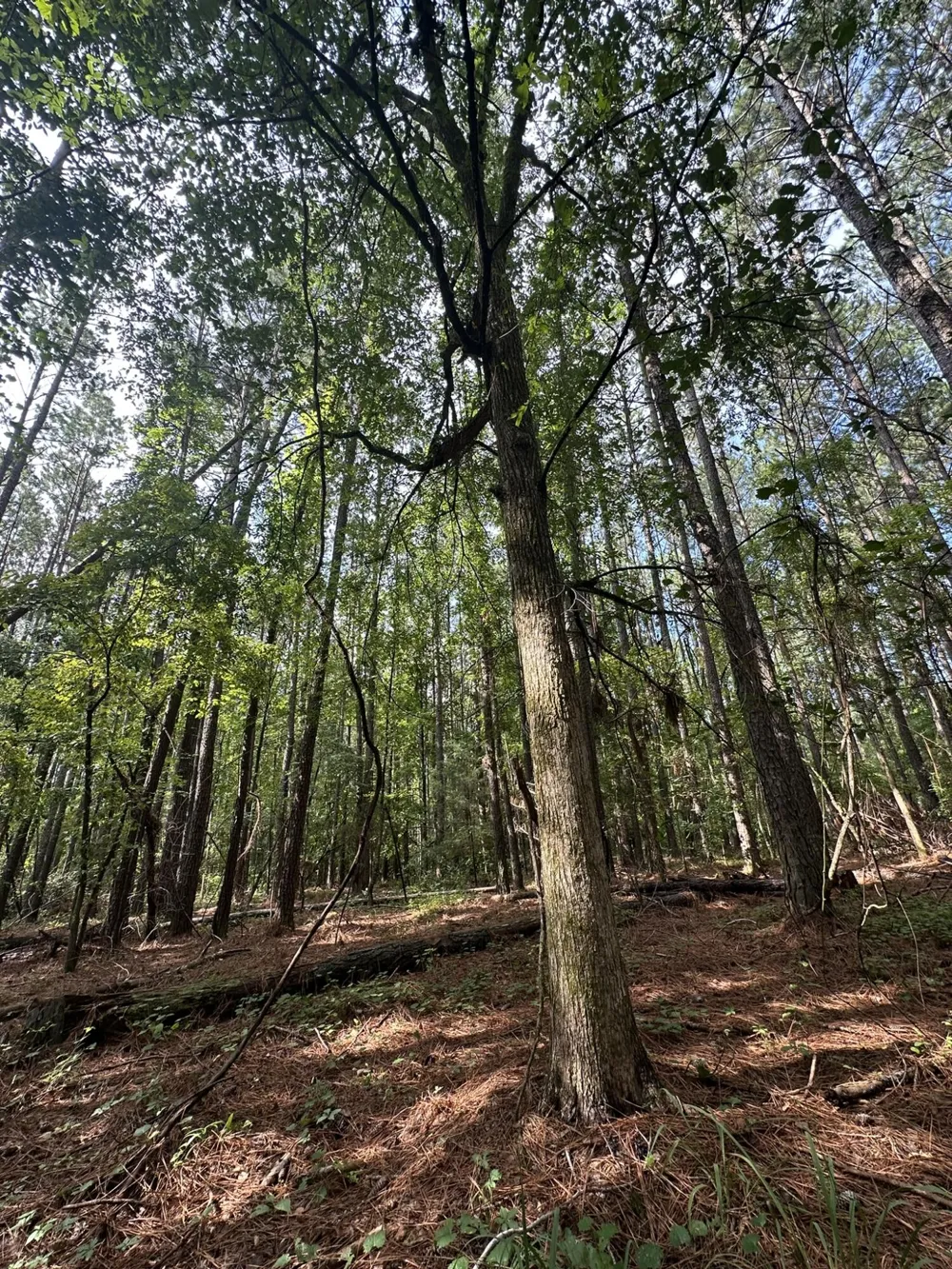 Lot 1 Dogwood Lane Parksville, SC 29845