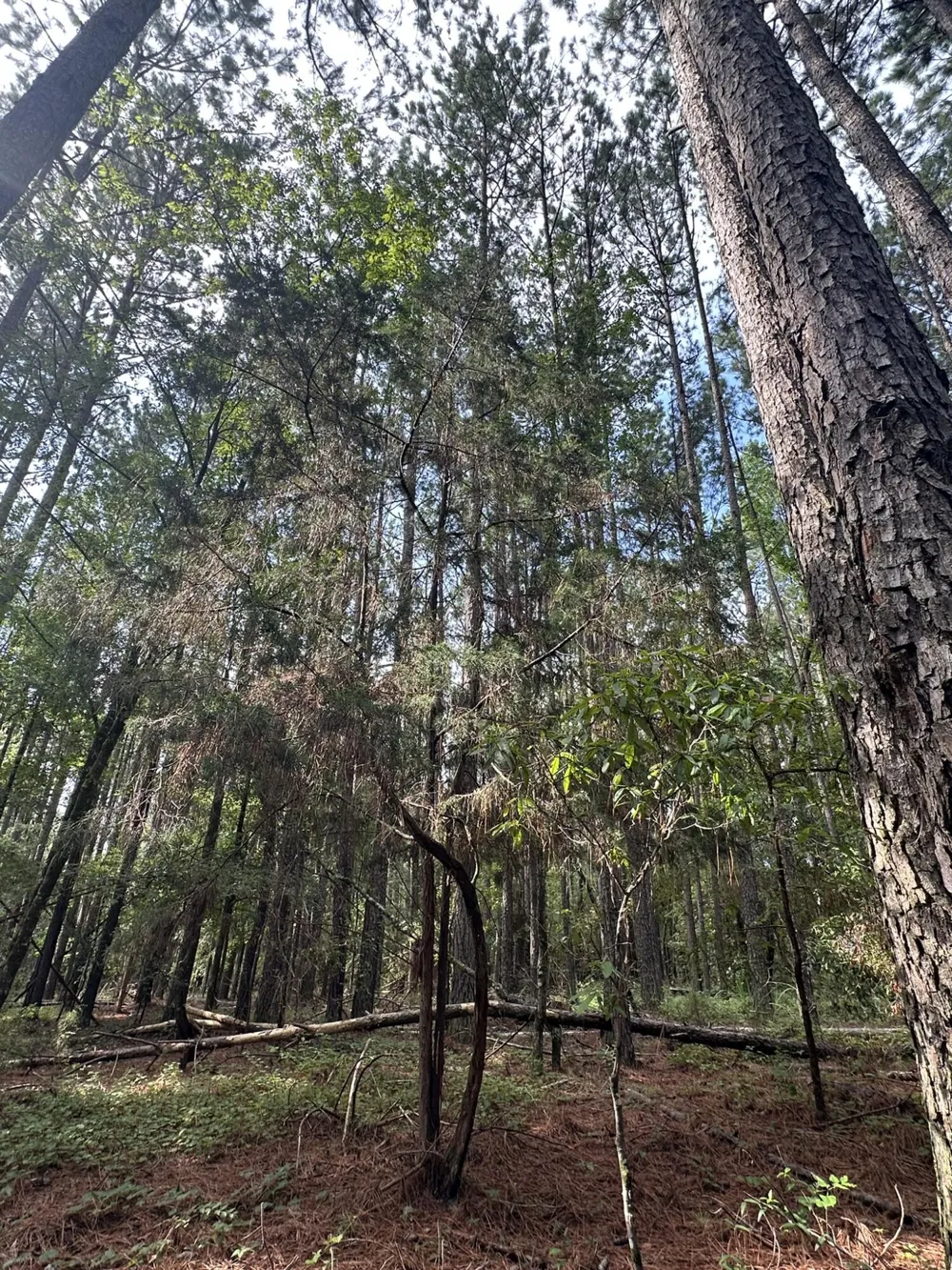 Lot 1 Dogwood Lane Parksville, SC 29845