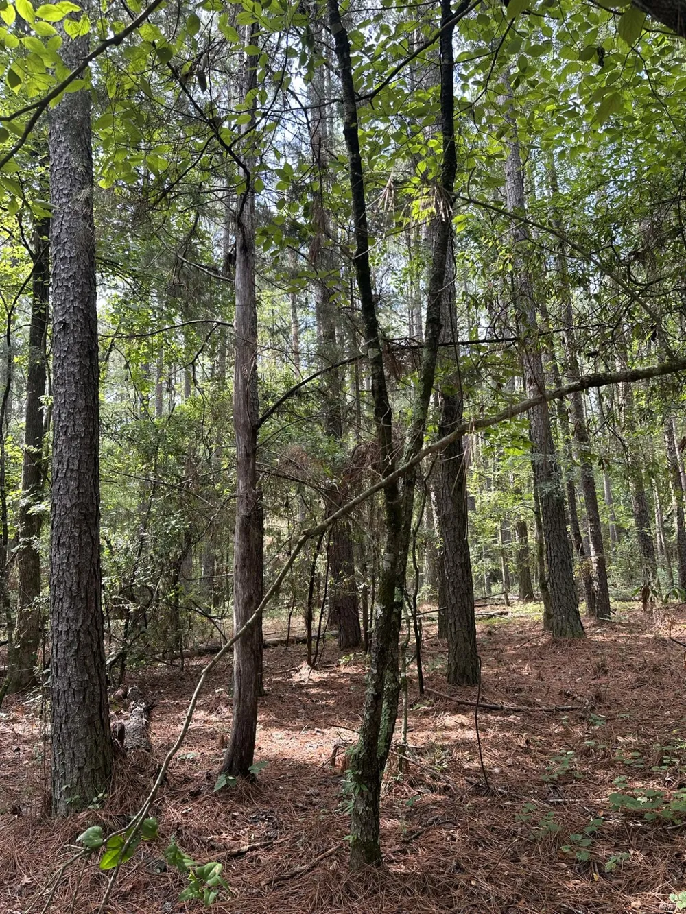Lot 1 Dogwood Lane Parksville, SC 29845