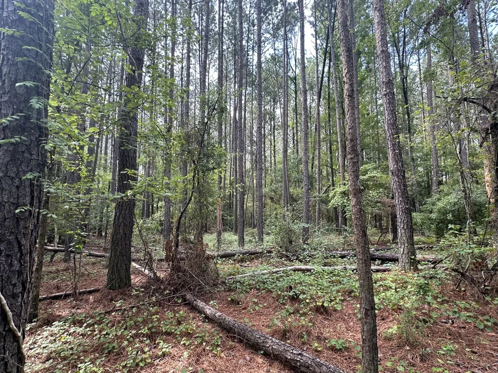 Lot 2 Dogwood Lane Parksville, SC 29845