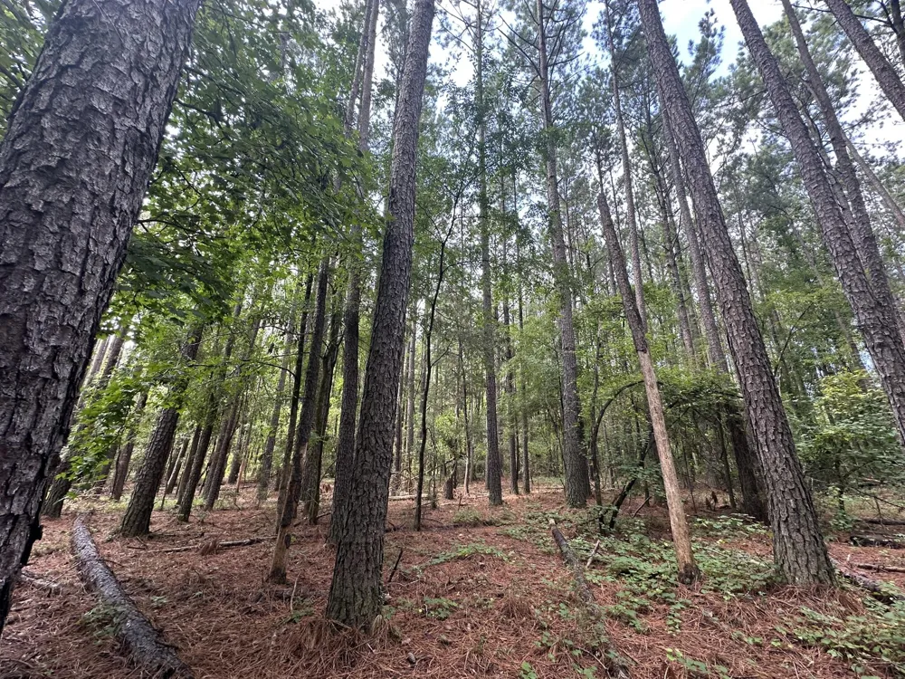 Lot 2 Dogwood Lane Parksville, SC 29845