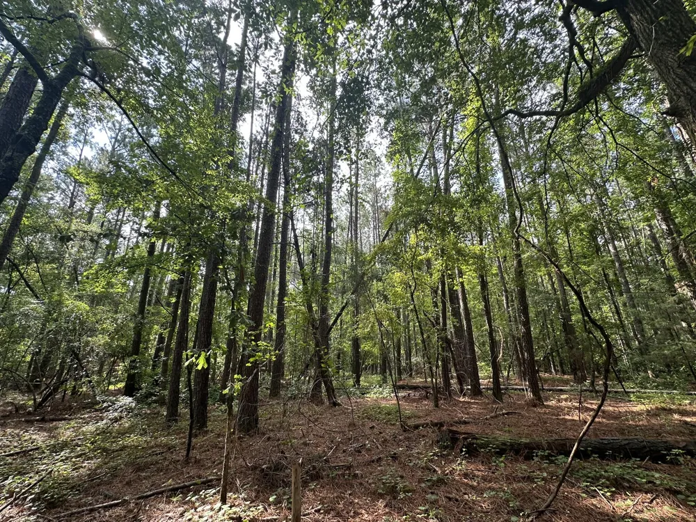 Lot 2 Dogwood Lane Parksville, SC 29845