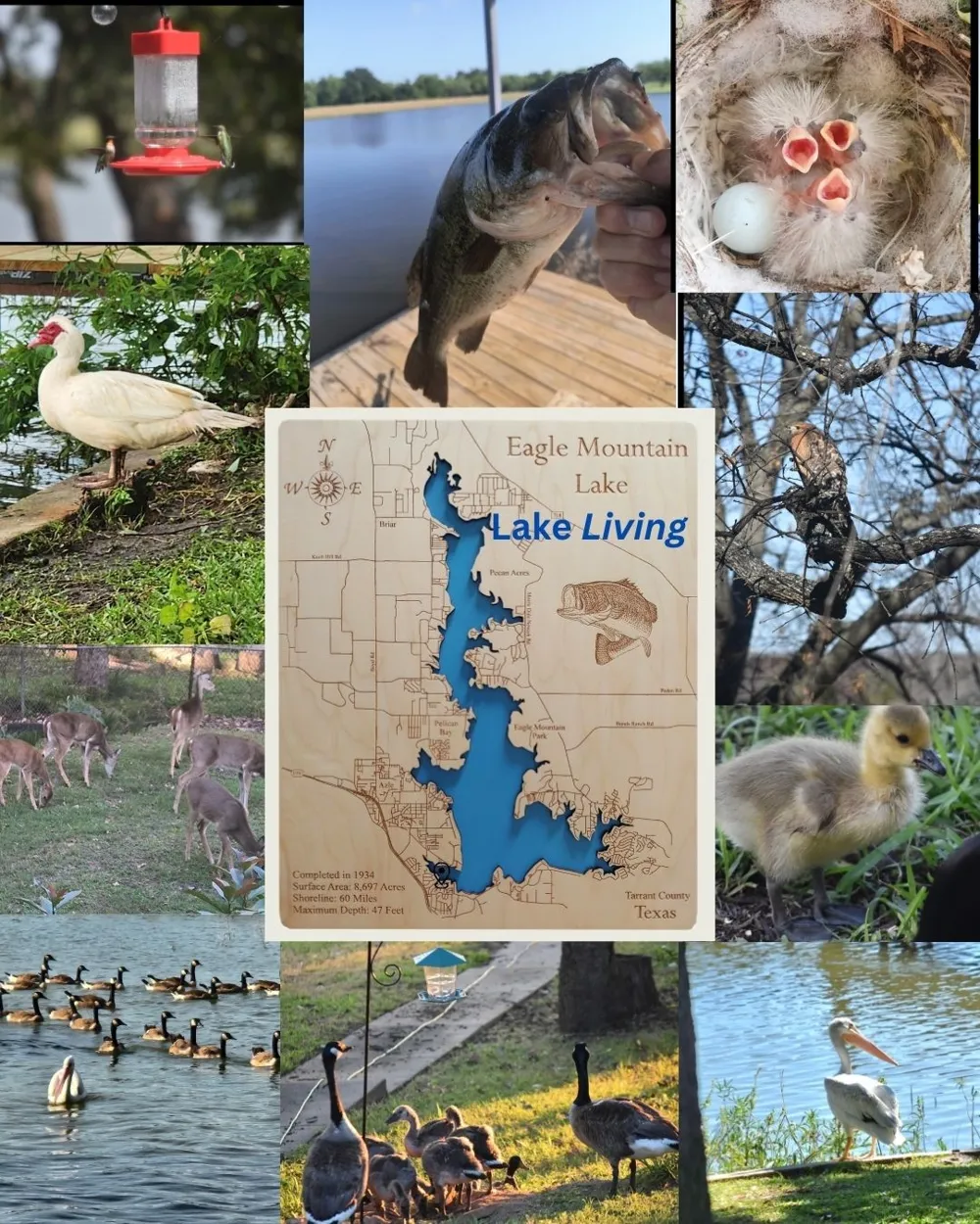300 Shoreline Drive Azle, TX 76020