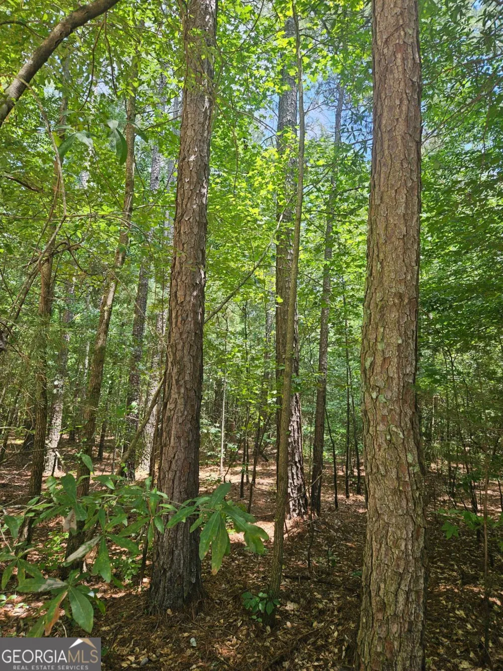 292 Mccannon Rd Tract 3 Carlton, GA 30627
