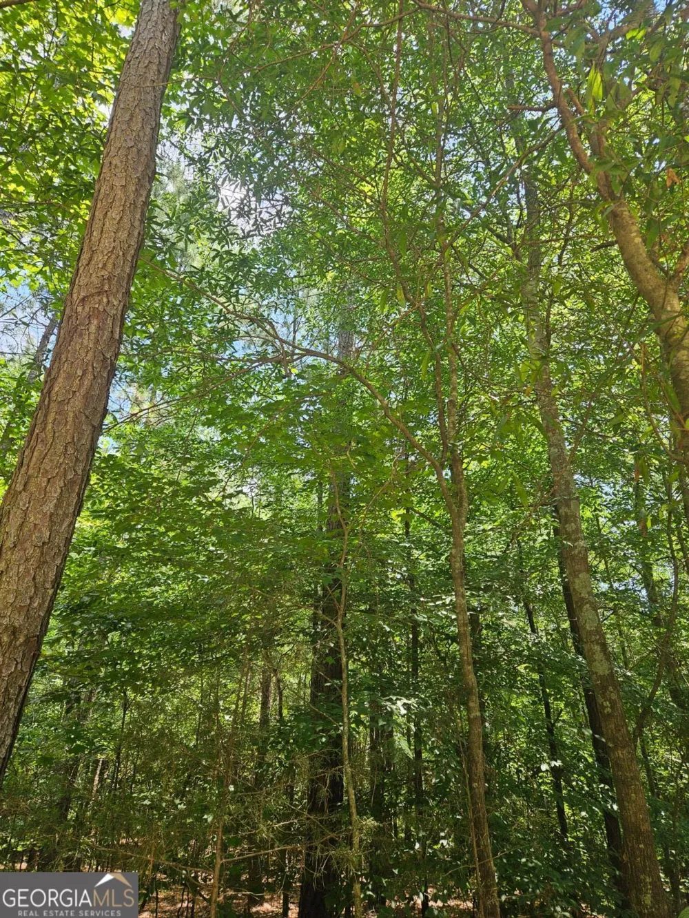 292 Mccannon Rd Tract 3A Carlton, GA 30627