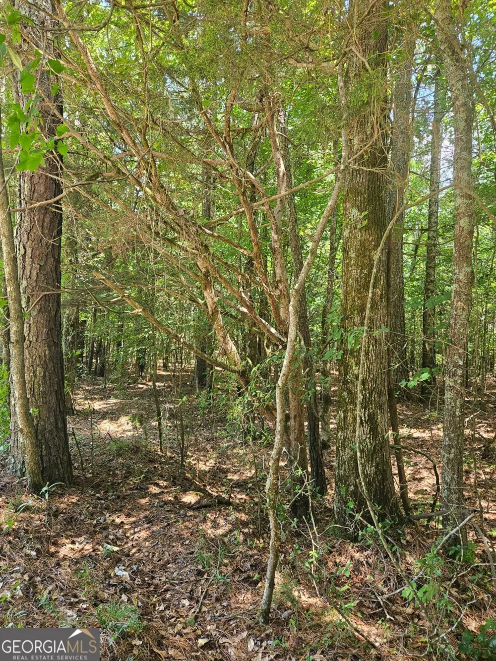 292 Mccannon Rd Tract 3A Carlton, GA 30627