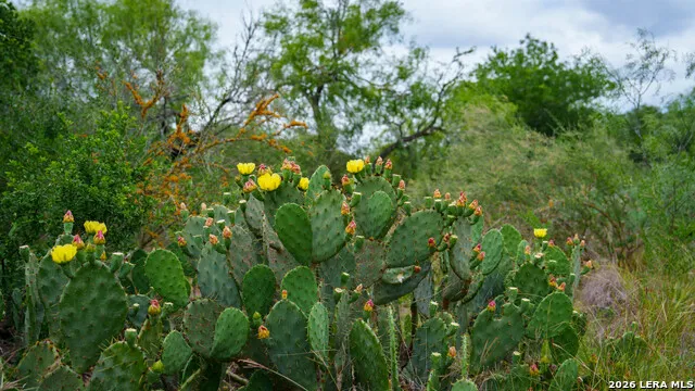 9803 FM 1796 Dhanis, TX 78850