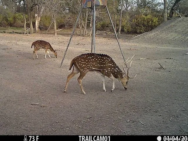1297 Fm 1433 Carrizo Springs, TX 78834