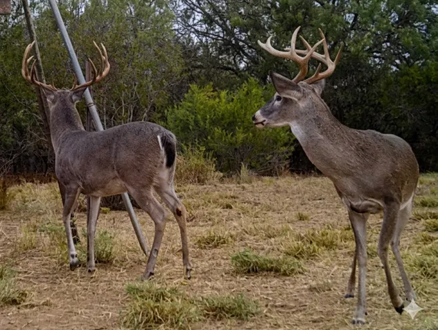 1297 Fm 1433 Carrizo Springs, TX 78834