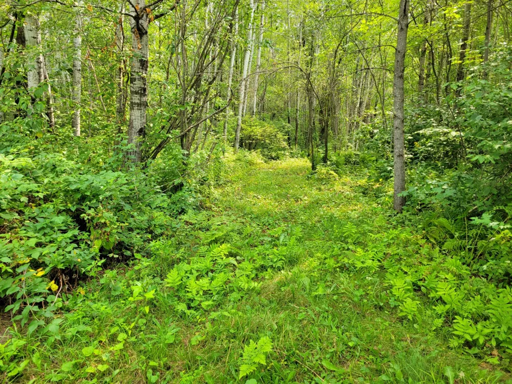 TBD Woodbury Drive Wright, MN 55798