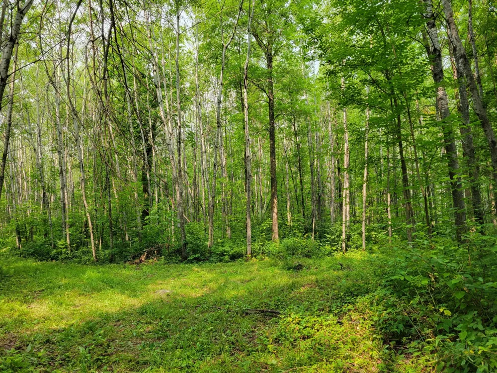 TBD Woodbury Drive Wright, MN 55798